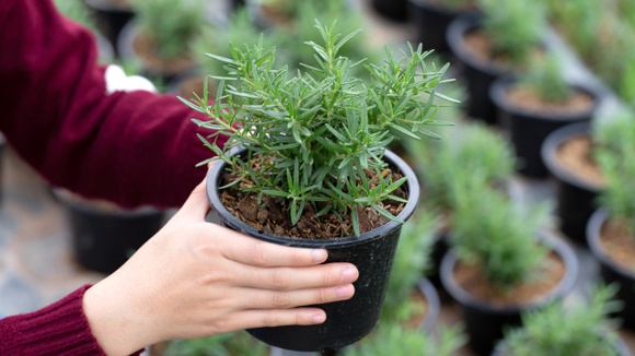 É preciso retirar a parte correta da planta para ter mais chances do alecrim dar raízes (Créditos: Shutterstock)