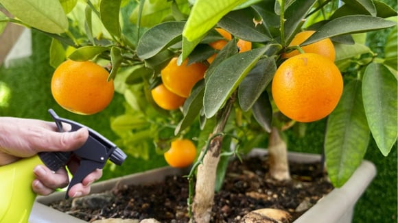 O truque caseiro com ingredientes que todo mundo tem em casa para proteger limoeiros e laranjeiras de fungos
