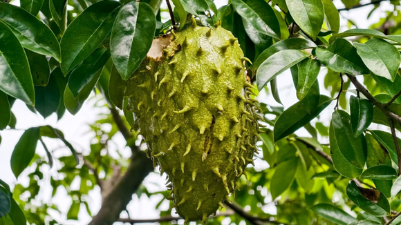 Muito além da fruta: você vai se surpreender com o que a folha de graviola pode fazer pela sua saúde