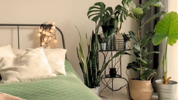 A planta que você nunca imaginaria que deve ser usada no quarto para garantir uma boa noite de sono