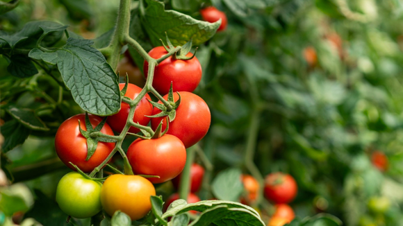 Como e quando podar os pés de tomate para obter frutos maiores e mais saudáveis