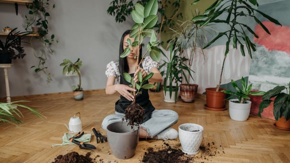 Ao mudar o ficus de vaso, escolha um recipiente apenas alguns centímetros maior que o anterior (Créditos: ROCKETMANN TEAM/Pexels)