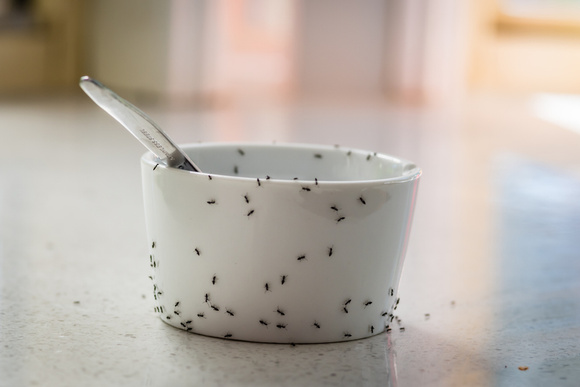 Esse ingrediente, que todos nós temos em nossa cozinha, é usado para espantar formigas sem o uso de pesticidas