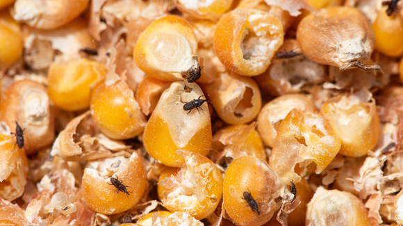 Essa dica fácil previne gorgulhos. (Créditos: Shutterstock)