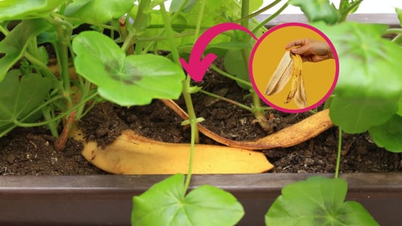 A casca de banana é uma fonte infinita de benefícios para a sua horta caseira!