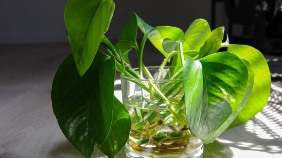 3 plantas de interior que crescem na água, purificam o ar e são tendência na decoração