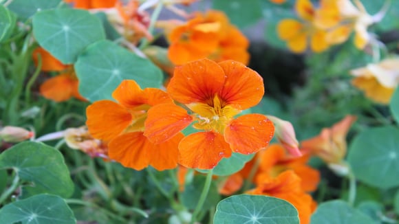 Essa planta com flor colorida e comestível cresce em qualquer quintal e é um poderoso anti-inflamatório natural