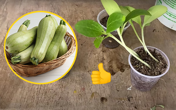 Aprendi como plantar abobrinha em casa e agora sempre tenho abobrinhas fresquinhas para minhas receitas: passo a passo é fácil