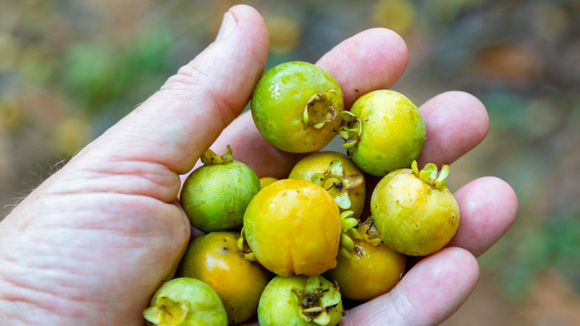 De polpa suculenta, a guabiroba é rica em vitaminas, minerais e compostos antioxidantes benéficos para o organismo humano (Créditos: Shutterstock)