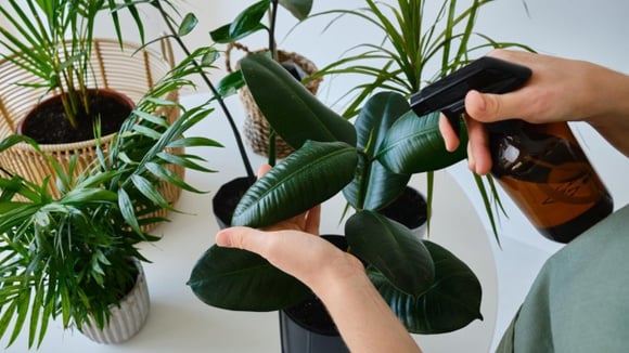 Veja como o vinagre de maçã pode turbinar o crescimento das suas plantas