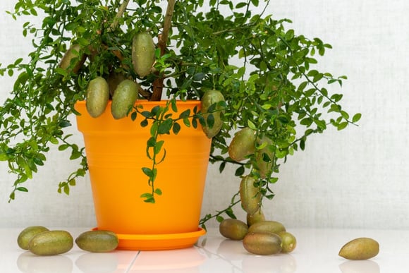 A árvore que produz uma das frutas cítricas mais caras do mundo: como cultivá-la em casa e colher "caviar" de um vaso