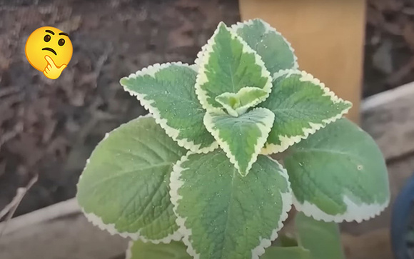 Planta confundida com boldo combate enxaqueca, ansiedade, tosse, rouquidão e inflamações na boca: só precisa ter um galho pra fazer uma muda