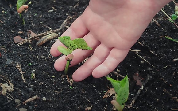 Lucia Borges, paisagista: "Se você vai plantar uma muda, não deixe a planta bamba"