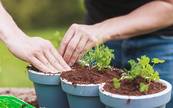 Agora só como coentro direto do vaso: aprendi a plantar com um especialista e é realmente muito fácil, aprenda o passo a passo do plantio e tempo de colheita