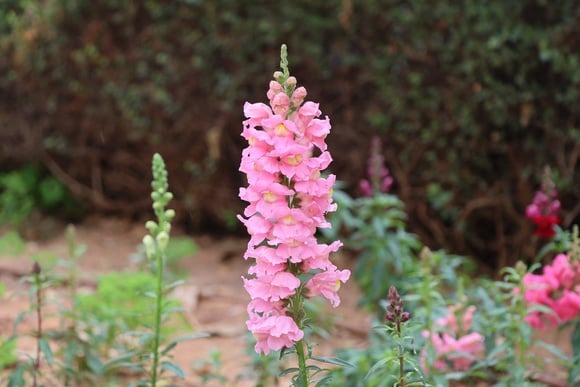 O que plantar no jardim na primavera para afastar as lesmas? O método dos jardineiros para mantê-las longe
