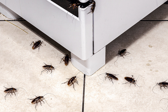 Eu não aguentava mais barata na minha cozinha até descobrir que elas odeiam esse alimento