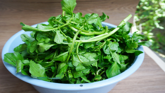 Hortaliças frescas e higienizadas prontas para o preparo de refeições equilibradas e ricas em nutrientes protetores.
