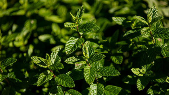 A hortelã é extremamente aromática. (Créditos: Shutterstock)