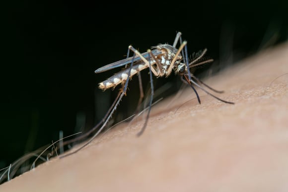 Adeus mosquitos: aprenda o truque do papel higiênico