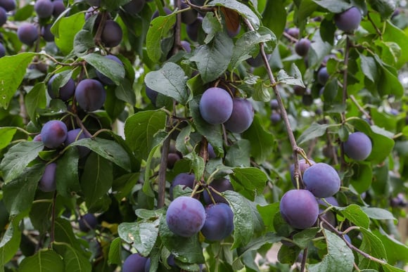 A ameixeira pode produzir frutos deliciosos para consumir frescos ou preparar receitas. (créditos: Shutterstock)