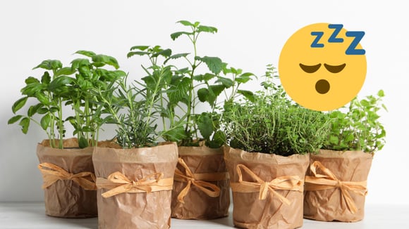 Adeus insônia: durma em menos de 30 minutos com essa erva aromática sedativa