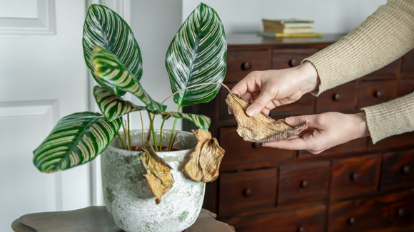 O que não fazer com as plantas no calor extremo: "É como se você desse uma feijoada para alguém que tá passando muito mal com insolação"