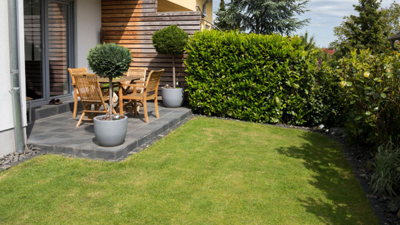 Veja como o açúcar pode beneficiar o seu jardim (Créditos: Canva)