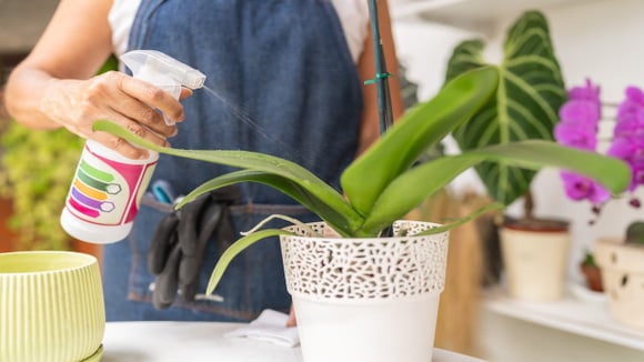 O truque das cascas de banana que está fazendo orquídeas florescerem mais rápido