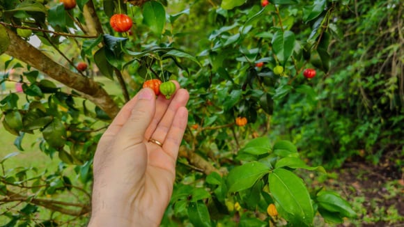 É do Brasil! Fruta da temporada protege o fígado, diminui o açúcar no sangue e ajuda na prevenção de infecções