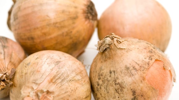 O que é o pó preto que aparece na cebola? Saiba o que fazer quando encontrar isso no alimento