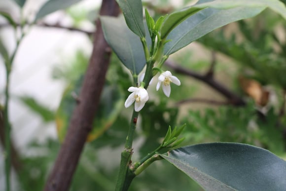 Aqui está uma lista de 3 plantas auspiciosas e tolerantes ao sol para plantar em frente à sua casa, fáceis de cuidar e que trazem boa sorte