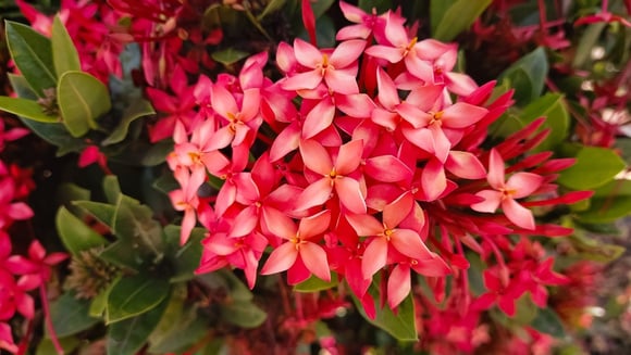 Aqui está uma lista de 3 plantas auspiciosas e tolerantes ao sol para plantar em frente à sua casa, fáceis de cuidar e que trazem boa sorte