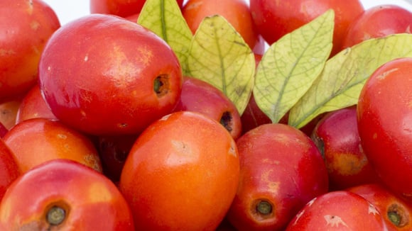 A planta fácil de cultivar em casa que dá muitos frutos e ajuda a diminuir o colesterol