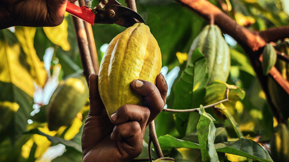 Problemas na produção de cacau levaram empresas a reduzir a quantidade do ingrediente nos produtos. (créditos: Shutterstock)