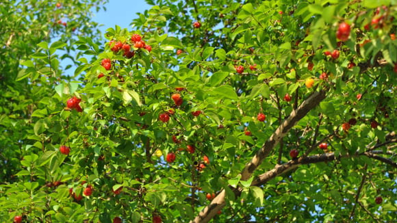 Bastante popular, a pitangueira se adapta fácil a diferentes locais e produz frutos vistosos com sabor azedinho (Créditos: Shutterstock)
