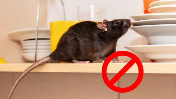 Nunca mais tive problemas com ratos na minha casa depois que passei a afastá-los assim, sem venenos!