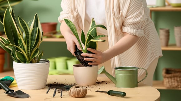 Se você tem problemas de umidade em casa, esta planta é um desumidificador natural: para que serve e onde colocá-la