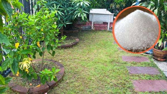 Pegue um punhado de açúcar e vá para o jardim: os vizinhos ficarão com inveja quando virem seu gramado
