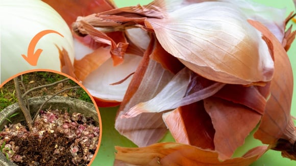 Casca de cebola é um fertilizante natural magnífico para plantas; veja como fazer