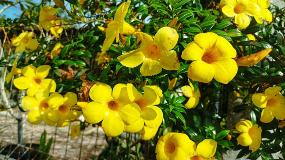 A planta ornamental que floresce o ano inteiro e é perfeita para quem quer mais privacidade