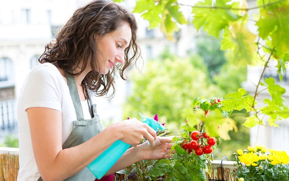 Ervas aromáticas frescas sempre: você só precisa de um cantinho da janela ou da varanda!