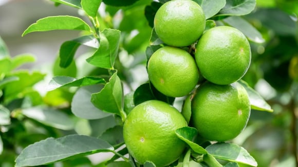 É fã de limão? Então aprenda a como plantar essa fruta em casa de forma fácil e prática