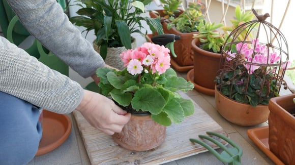 Cuidar de plantas pode funcionar como um hábito terapêutico, ajudando a desacelerar a rotina (Créditos: Shutterstock)