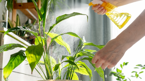 Além de manter a umidade por mais tempo, esses cuidados ajudam a proteger as raízes do calor intenso. (créditos: Shutterstock)