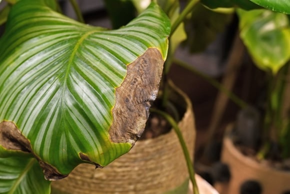 Poucas pessoas sabem, mas é por isso que as pontas das folhas das plantas secam