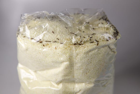 Notou isso na farinha de trigo? Esse sinal indica que é hora de jogar o ingrediente fora