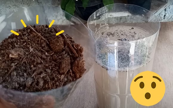 Adubo caseiro é uma bomba poderosa para engrossar a sua cebolinha: use esses ingredientes simples e veja a mágica acontecer na sua horta