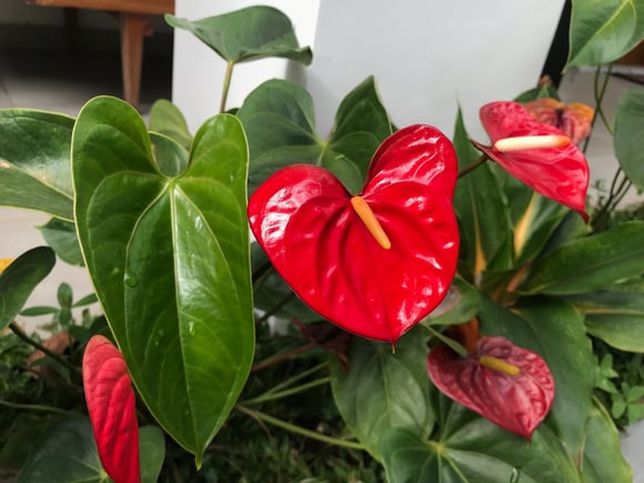 Os melhores lugares da casa para colocar o seu vaso de antúrio e como cuidar da plantinha em forma de coração e com folhas brilhantes