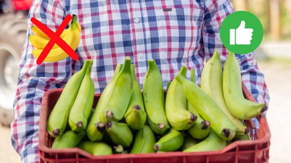 Banana verde: quais os benefícios de comer uma fruta por dia e por que ingerir quando ainda não está madura