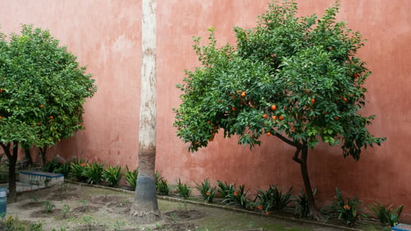 Não tem muito espaço em casa? Essas 5 árvores frutíferas crescem sem danificar calçadas e pisos e também podem ficar em vasos